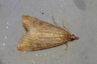Udea ferrugalis