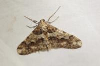 Agriopis leucophaearia