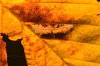 Phyllonorycter messaniella