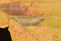 Phyllonorycter messaniella