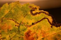 Stigmella ulmivora