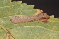 Phyllonorycter tristrigella
