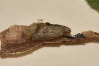 Phyllonorycter tristrigella