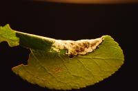 Parornix torquillella