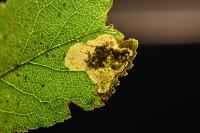 Stigmella plagicolella