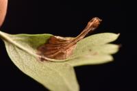 Phyllonorycter oxyacanthae
