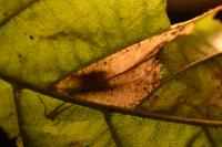 Phyllonorycter rajella