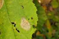 Phyllonorycter coryli