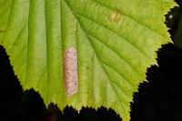 Phyllonorycter nicellii