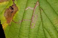Stigmella microtheriella