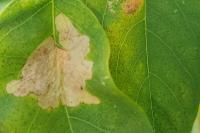 Parectopa robiniella