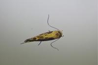 Mompha jurassicella