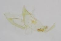 Mompha jurassicella