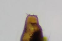 Phyllonorycter salictella