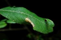 Phyllonorycter salictella