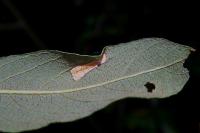 Phyllonorycter salictella
