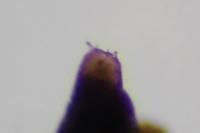 Phyllonorycter salictella
