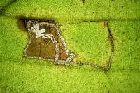 Stigmella microtheriella