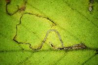 Stigmella microtheriella