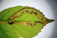 Stigmella aurella