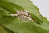 Phyllonorycter coryli
