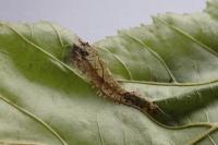 Phyllonorycter coryli
