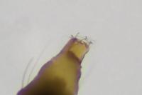 Phyllonorycter coryli