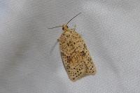 Acleris ferrugana