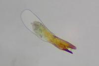 Acleris ferrugana