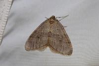 Operophtera brumata
