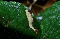 Coptotriche marginea