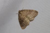 Operophtera brumata