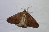 Erannis defoliaria