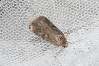 Spodoptera exigua