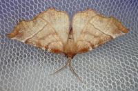 Selenia dentaria