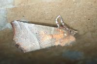 Scoliopteryx libatrix