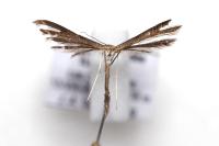 Stenoptilia zophodactyla