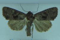 Mesapamea secalella/secalis