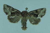 Oligia latruncula/strigilis/versicolor