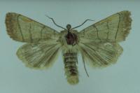 Charanyca trigrammica