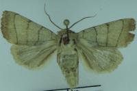 Charanyca trigrammica