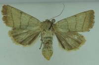 Charanyca trigrammica