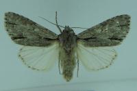 Acronicta psi/tridens