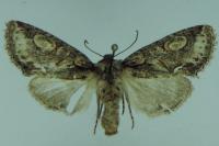 Allophyes oxyacanthae