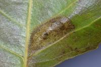 Phyllonorycter comparella