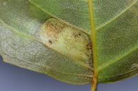 Phyllonorycter comparella