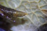 Phyllonorycter comparella