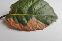 Stigmella suberivora