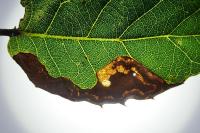 Stigmella suberivora