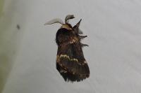 Poecilocampa populi
